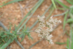 Polycarpaea corymbosa